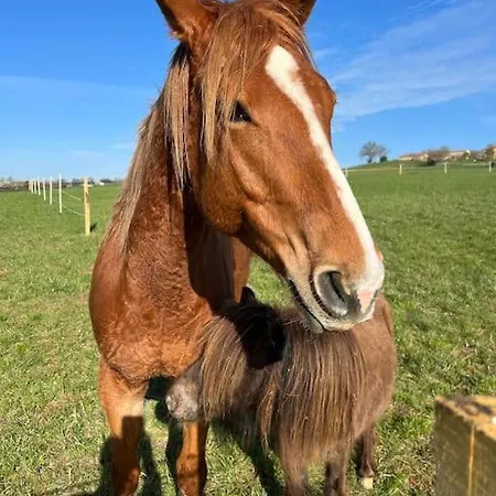 Roulotte „douceur“ 콩돔