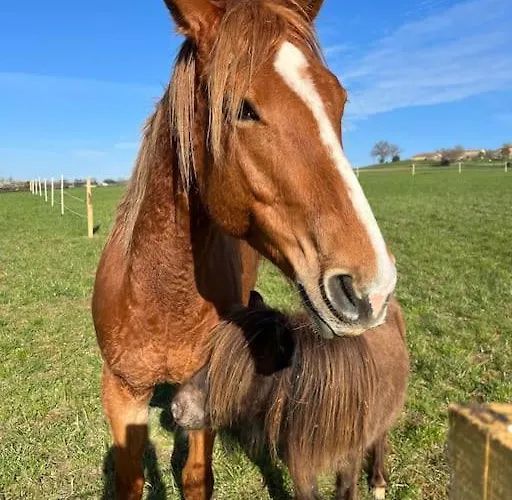 Roulotte „douceur“ Condom